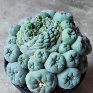 buy peyote cactus